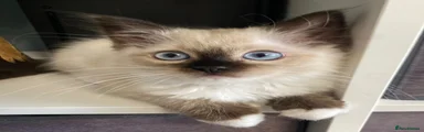 Mochi