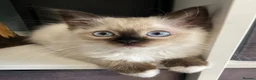 Ragdoll cats for sale: 4 TICA Registered Ragdoll girls available - Advert 9