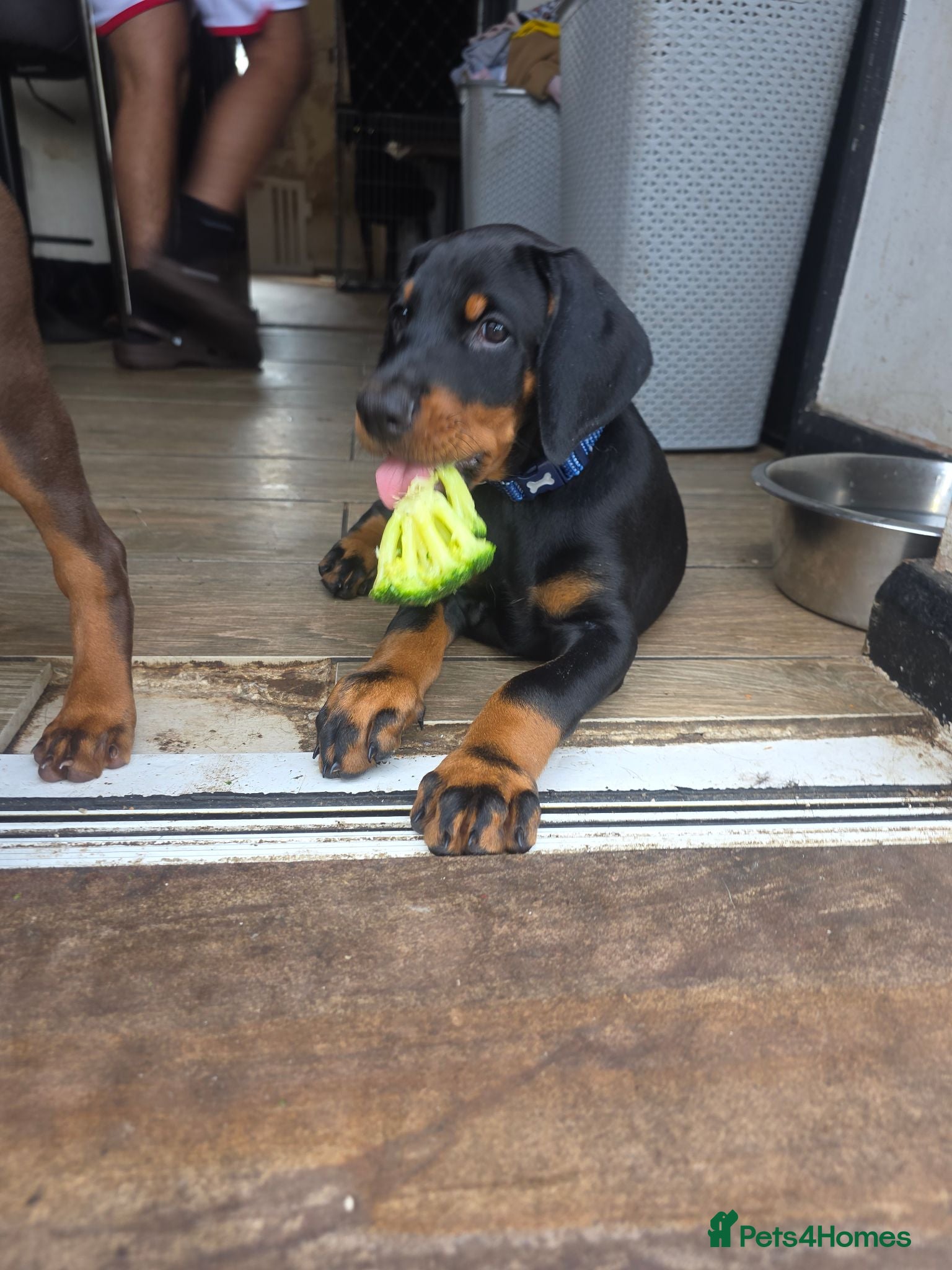 Dobermann dogs 10 week old Doberman Pup - Advert 2