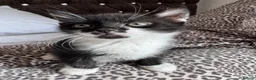 Mixed Breed cats for sale: Beautiful kittens looking for forever home  in Birmingham - Advert 5