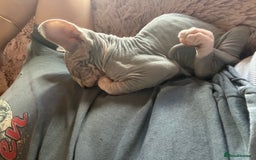 Sphynx cats for sale: Beautiful lot of Sphynx kittens from family pets - Image 9