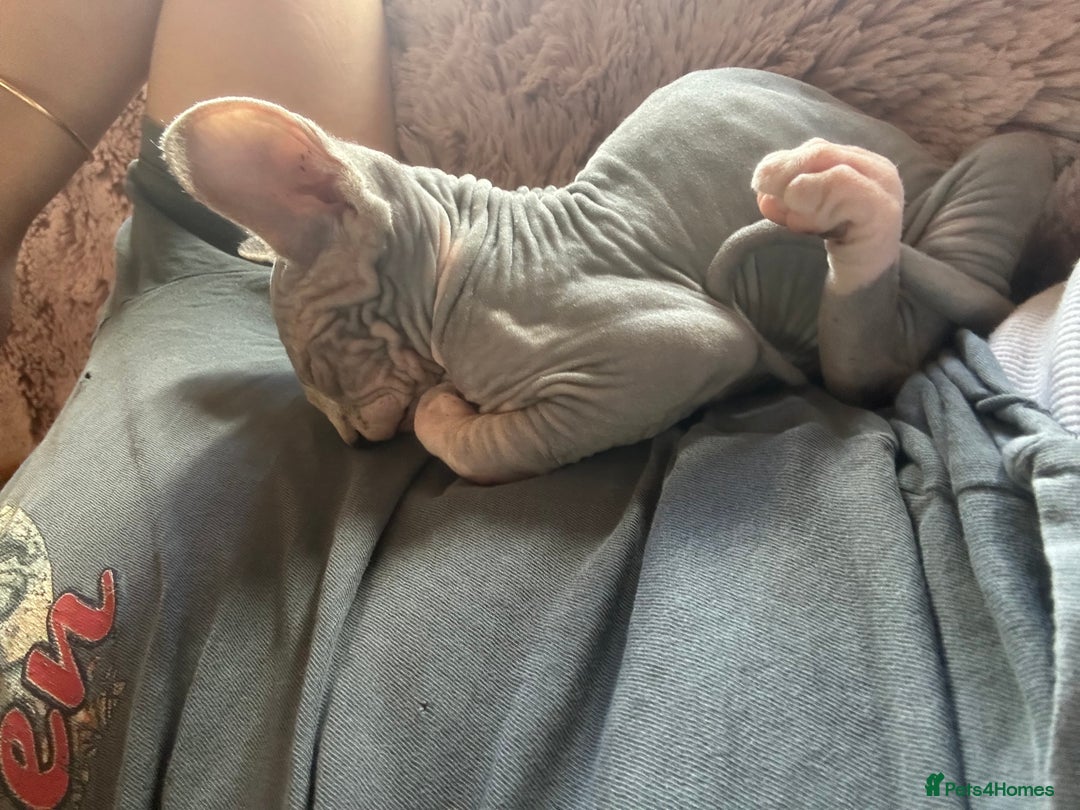 Sphynx cats for sale: Beautiful lot of Sphynx kittens from family pets - Image 9