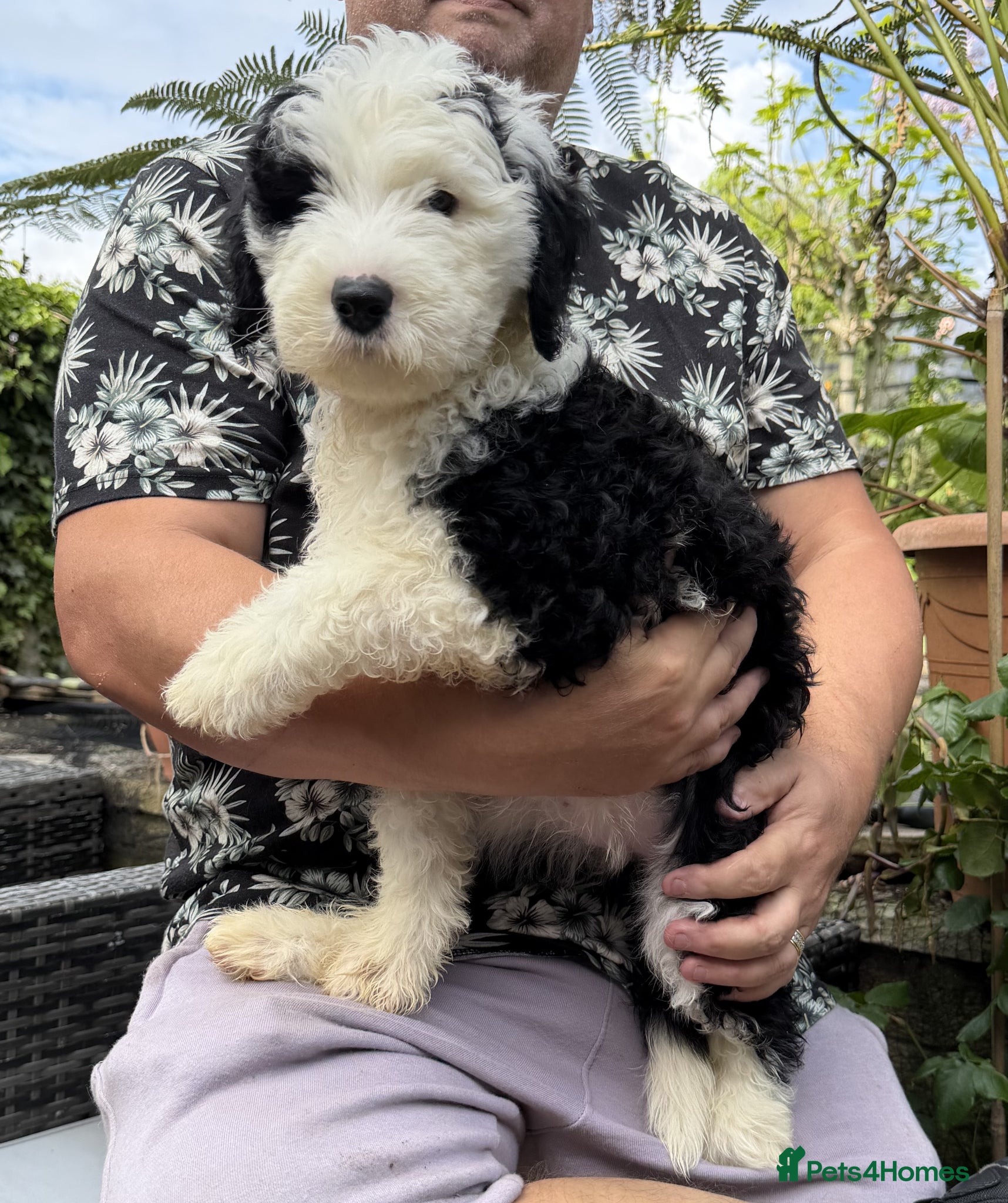 Mixed Breed dogs Ready Now* 1 Female Sheepadoodle Pup Doodles OES - Advert 9