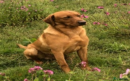 Labrador Retriever dogs for stud: Fox Red Stud Dog, Kennel Club Registered in Chelmsford - Image 14