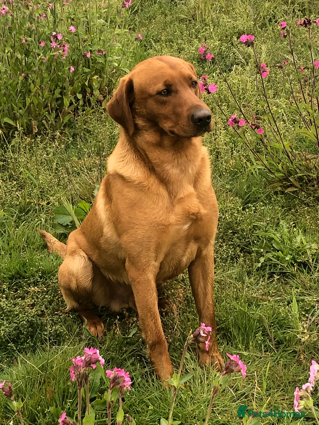 Labrador Retriever dogs for stud: Fox Red Stud Dog, Kennel Club Registered in Chelmsford - Advert 15