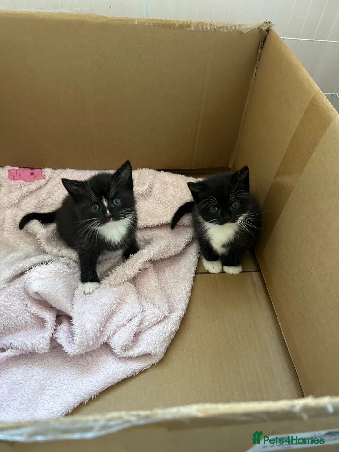 Mixed Breed cats for sale: 3 gorgeous fluffy kittens available. - Advert 2