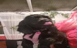 Cocker Spaniel dogs for sale: Cocker spaniel pups - Image 5