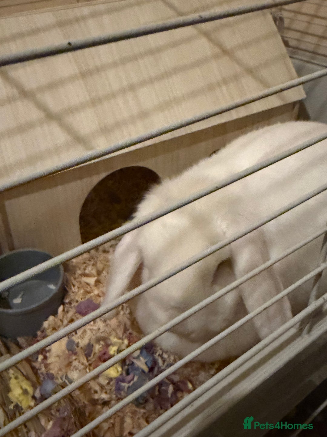 Mini Lop rabbits for sale: Two mini lops male and female  - Advert 7