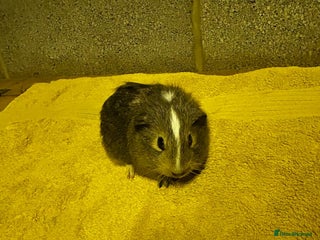 Guinea Pig rodents - Advert 22