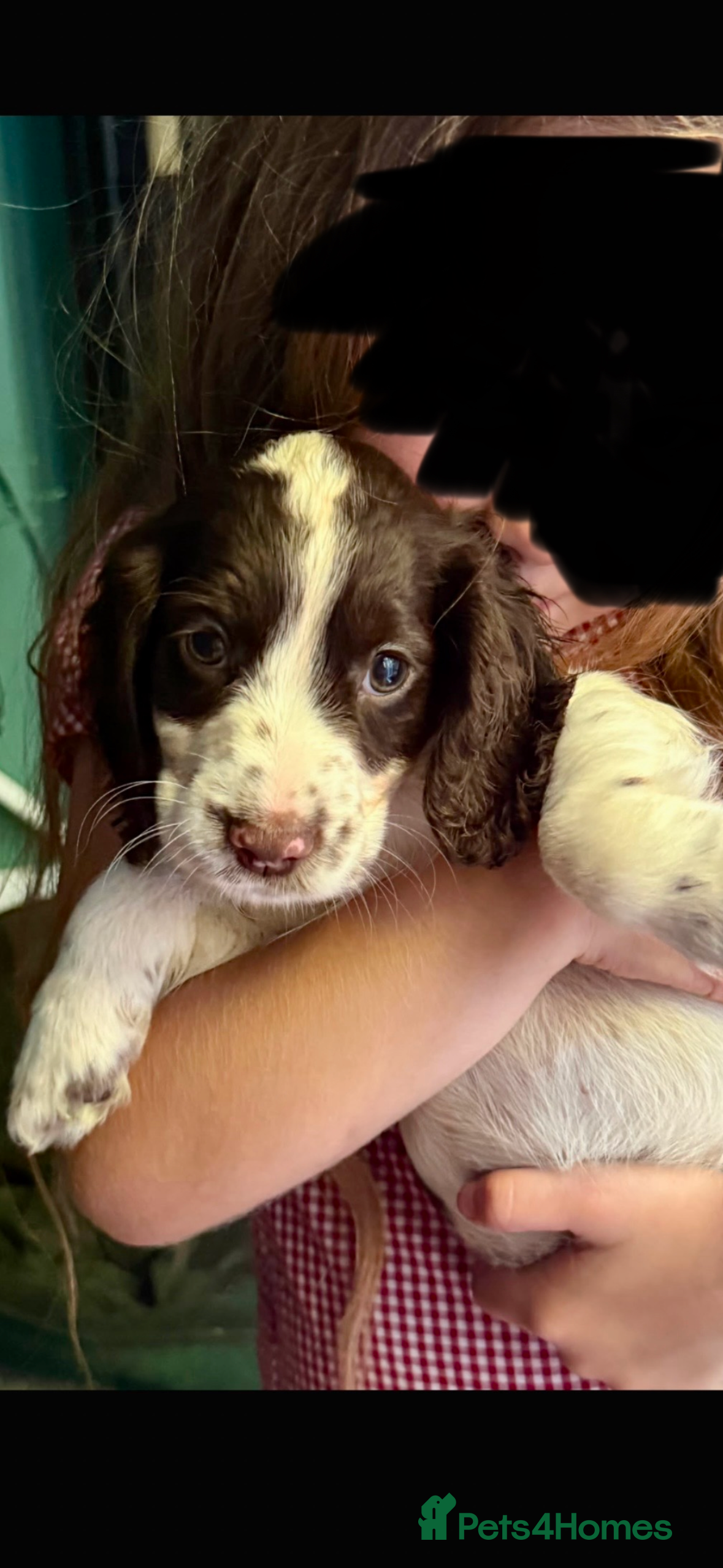 Cocker Spaniel dogs 3 beautiful cocker spaniel puppy's 🏠 - Advert 18