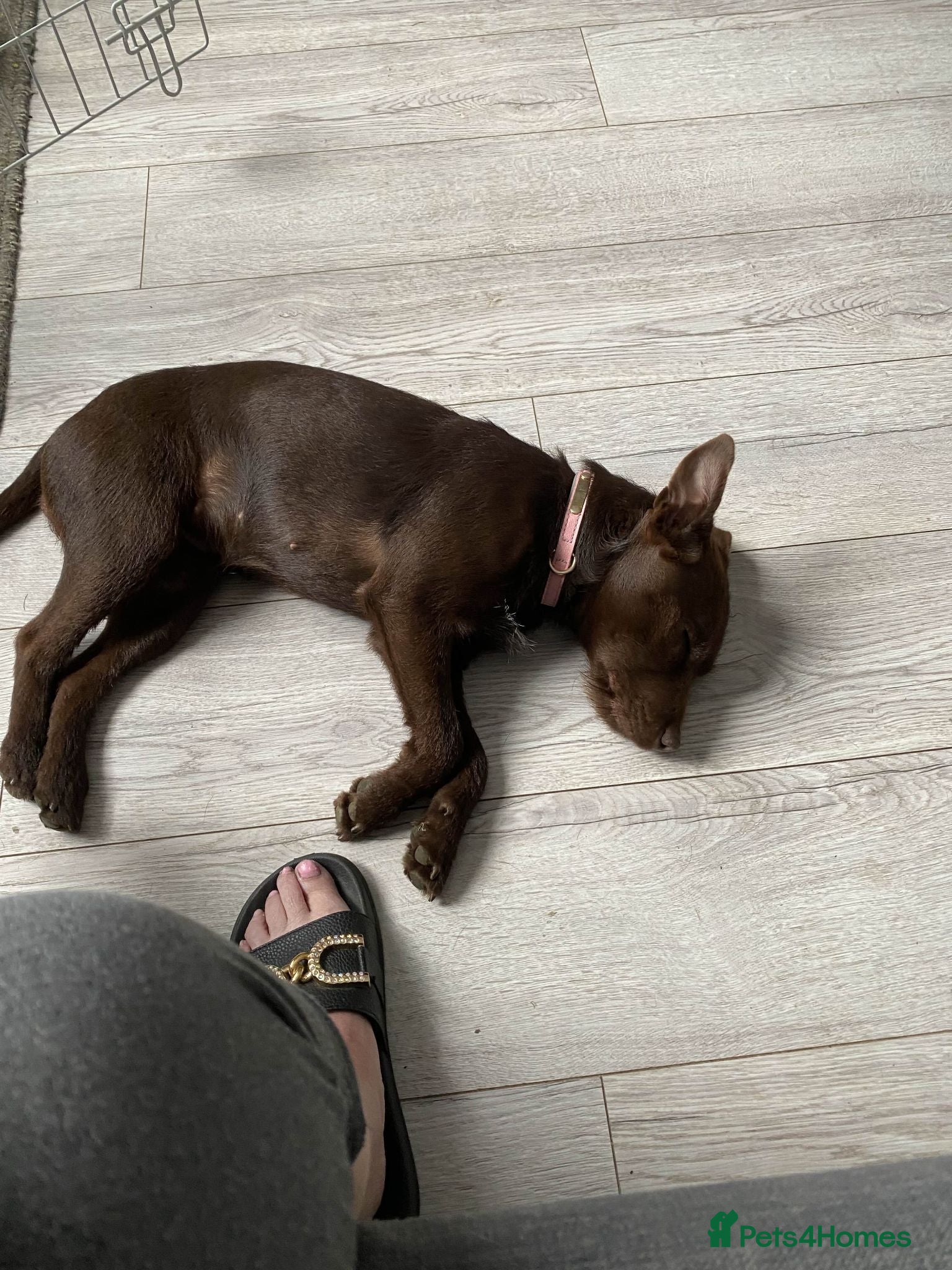 Patterdale Terrier dogs Patterdale Terrier Looking for a Loving Home - Advert 1
