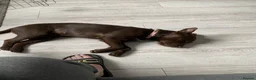 Patterdale Terrier dogs for sale: Patterdale Terrier Looking for a Loving Home - Advert 1