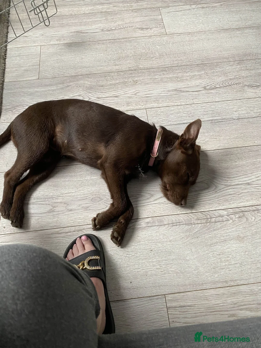 Patterdale Terrier dogs for sale: Patterdale Terrier Looking for a Loving Home - Advert 1