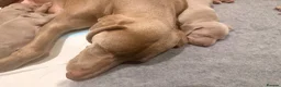 Weimaraner dogs for sale: Wonderful KC Reg Weimaraner Puppies x 6  - Advert 13