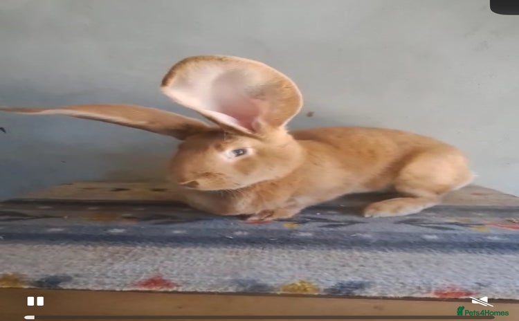 Continental Giant rabbits - Advert 2