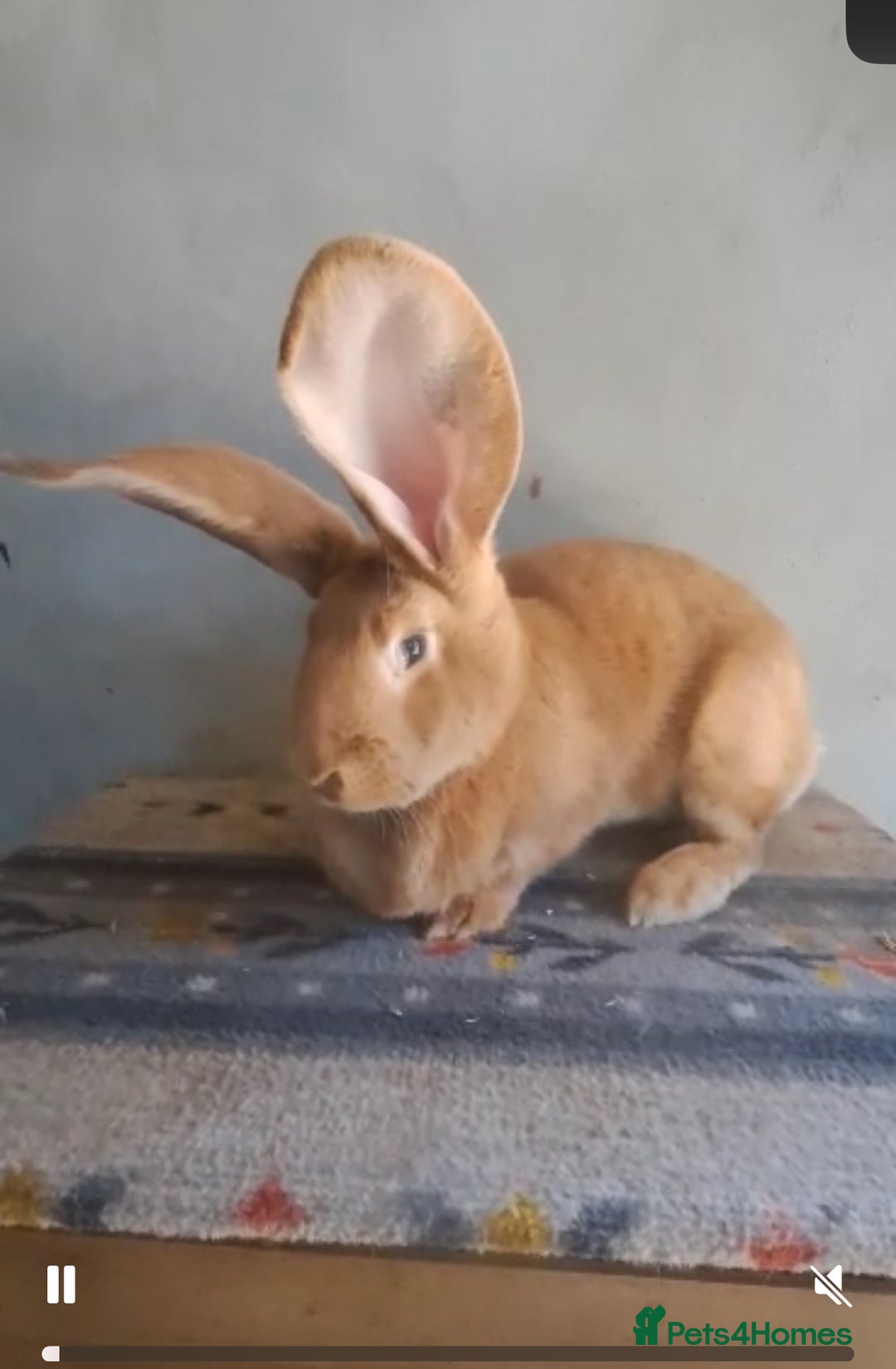 Continental Giant rabbits for sale: Gigant rabbit for sale - Image 1