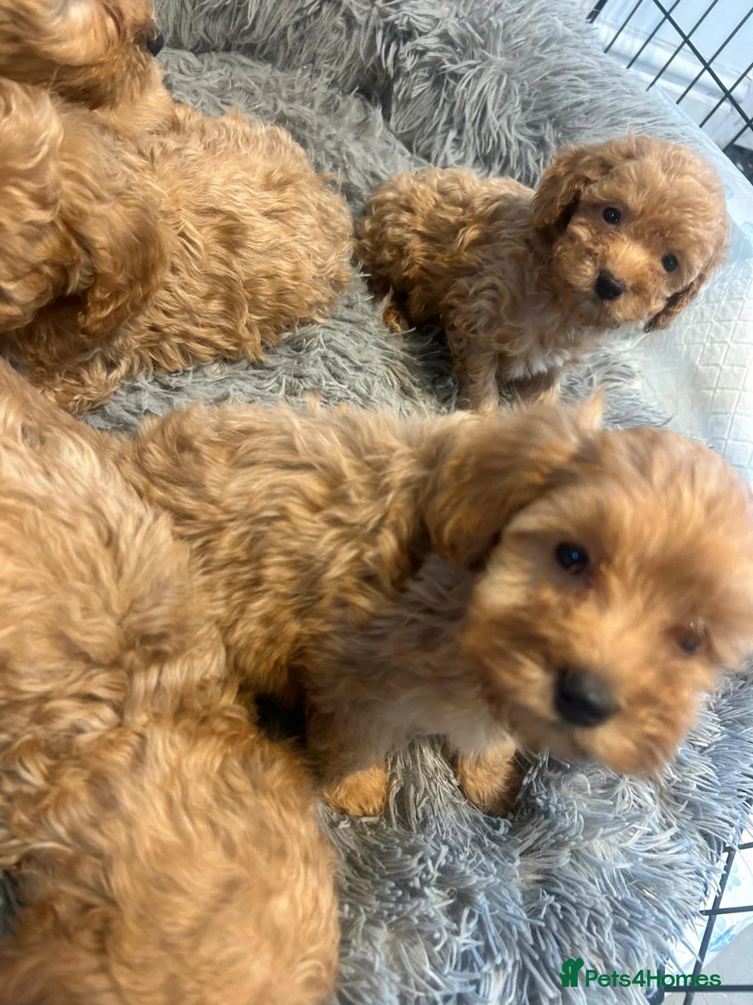 Cockapoo dogs for sale: Beautiful babies available  - Advert 10