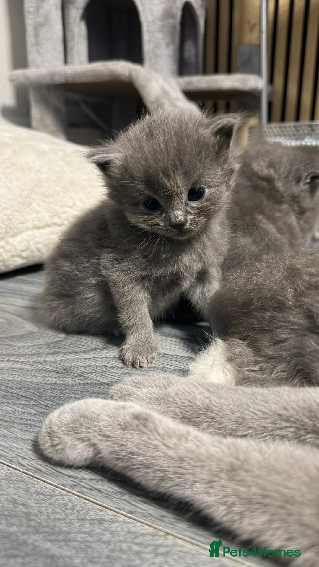 British Shorthair cats for sale: 5 beautiful british short hair kittens - Advert 2