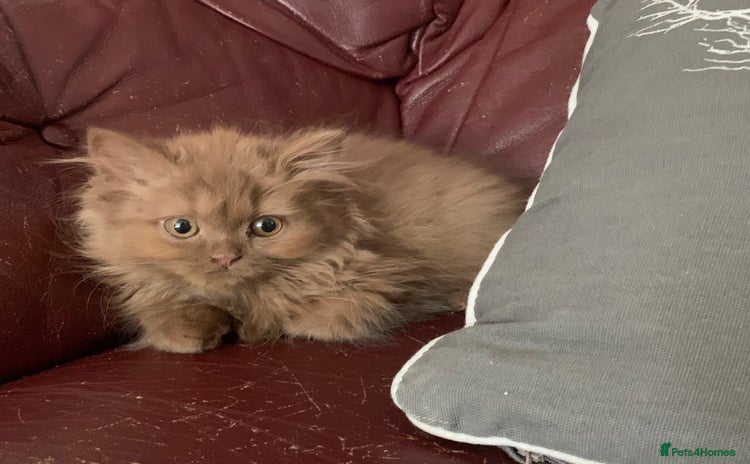 British Longhair cats - Advert 3