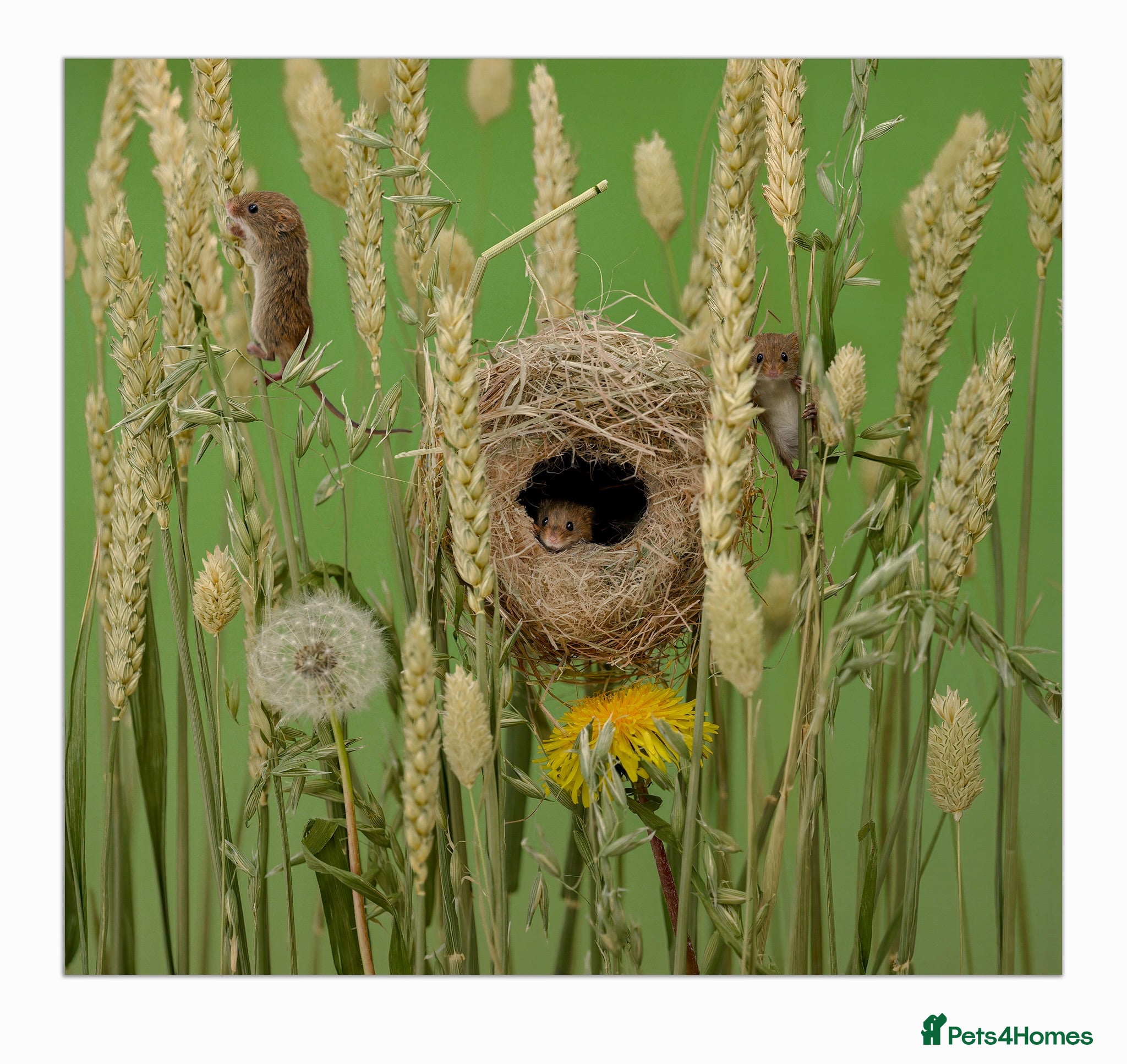 Mouse rodents Harvest Mice - Advert 1