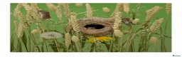 Mouse rodents for sale: Harvest Mice in Southend-on-Sea - Advert 1