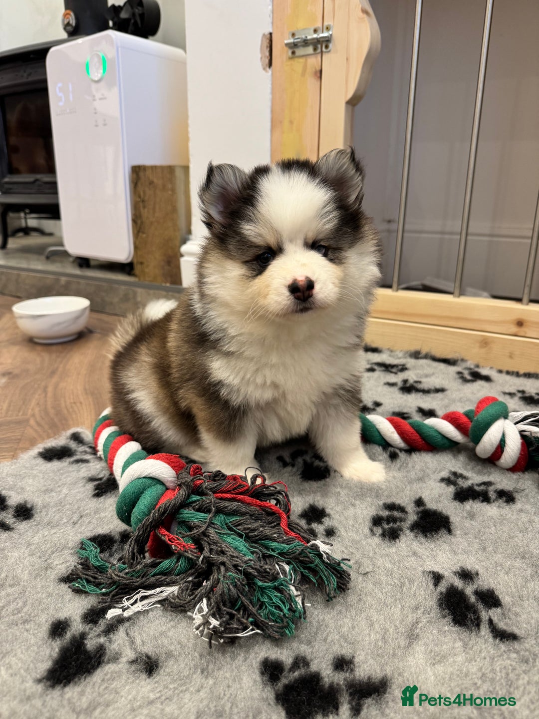 Pomsky dogs for sale: Lilac sired F2 masked Pomsky blue eyes  - Advert 25