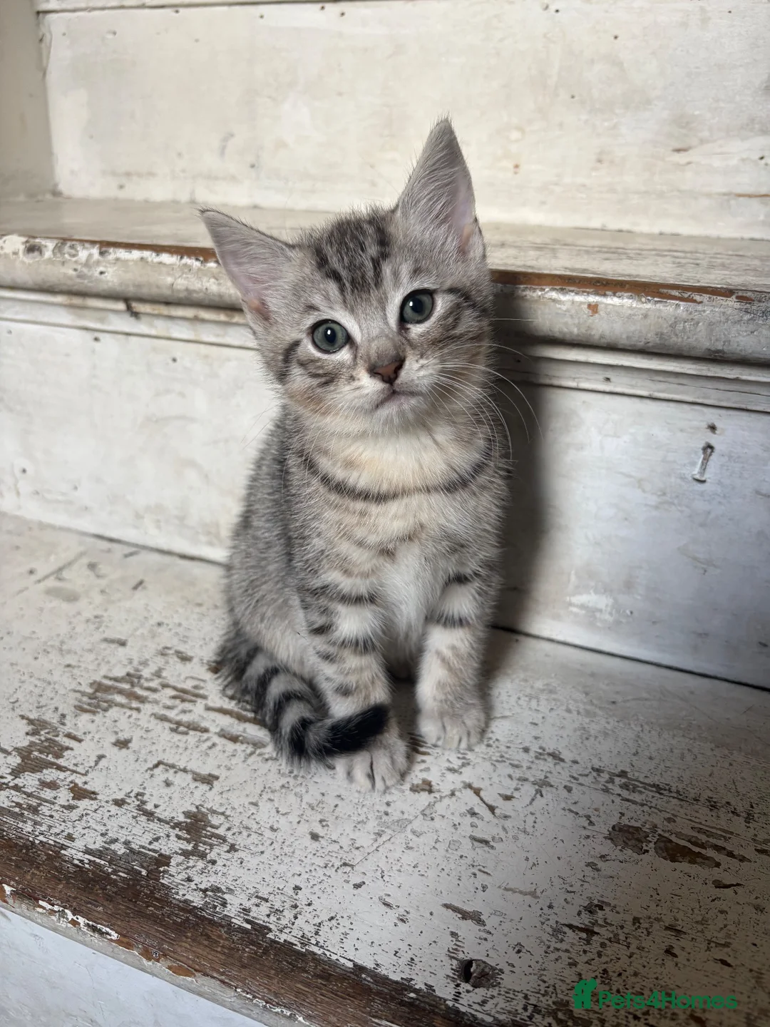Mixed Breed cats for sale: 4 Male Grey/Ginger Tabby in London - Advert 2