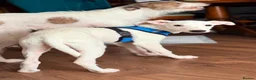 Lurcher dogs for sale: Beautiful Lurcher pups - Advert 3