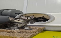 Maine Coon cats for sale: Giants TICA and GCCF Maine Coon registered  - Image 7