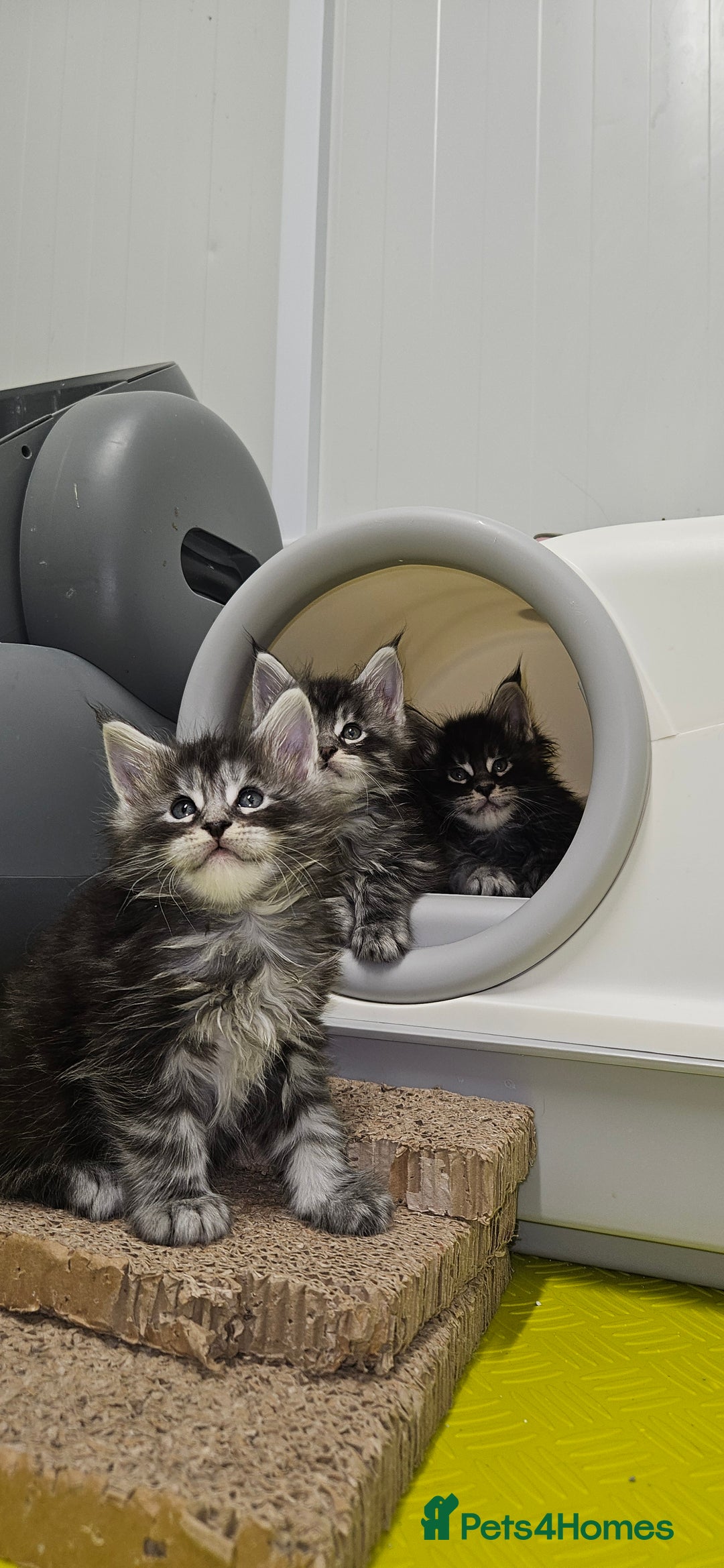 Maine Coon cats for sale: Giants TICA and GCCF Maine Coon registered  - Image 7