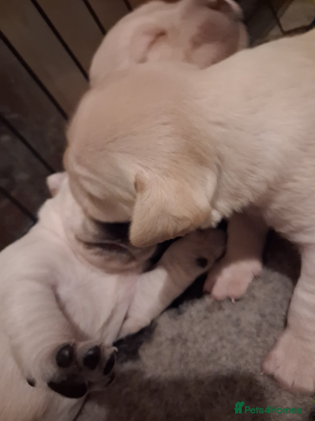 Labrador Retriever dogs for sale: **HEALTH TESTED ** Traditional labrador puppies - Advert 5