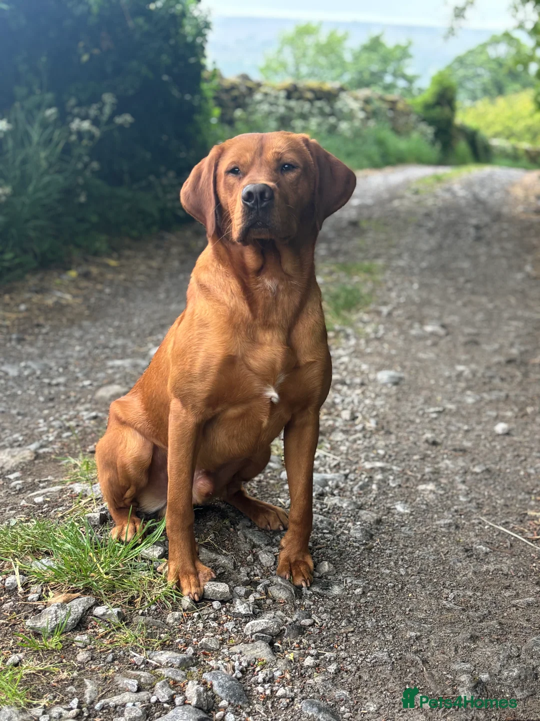 Labrador Retriever dogs for stud: 0/0 Hips & elbows fox red labrador in Leyburn - Advert 6