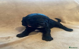 Cocker Spaniel dogs for sale: Cocker Spaniel Pups - Image 11