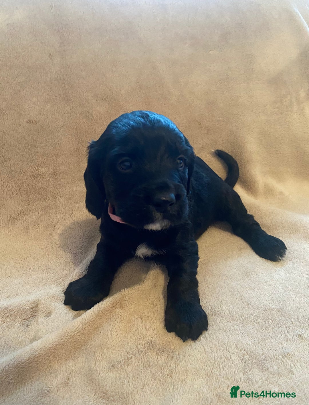 Cocker Spaniel dogs for sale: Cocker Spaniel Pups - Image 11