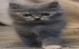 Persian cats for sale: Persian  - Image 30