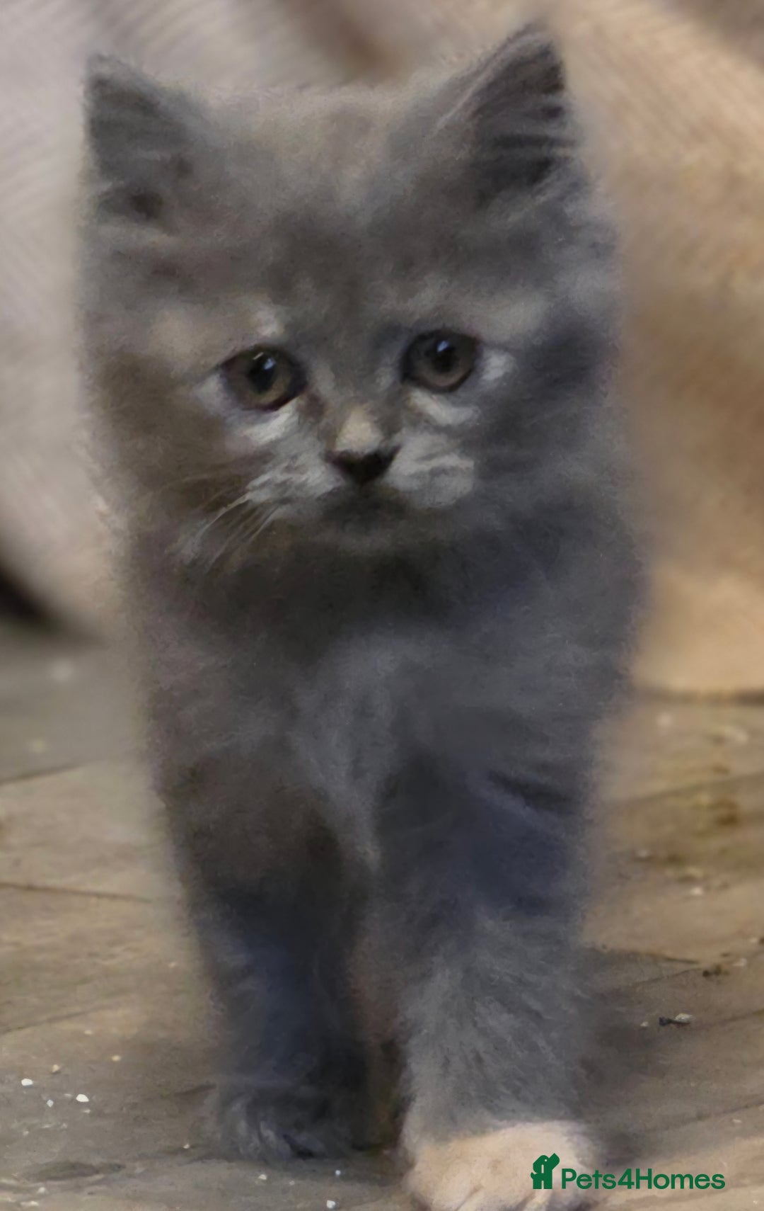 Persian cats for sale: Persian  - Image 30
