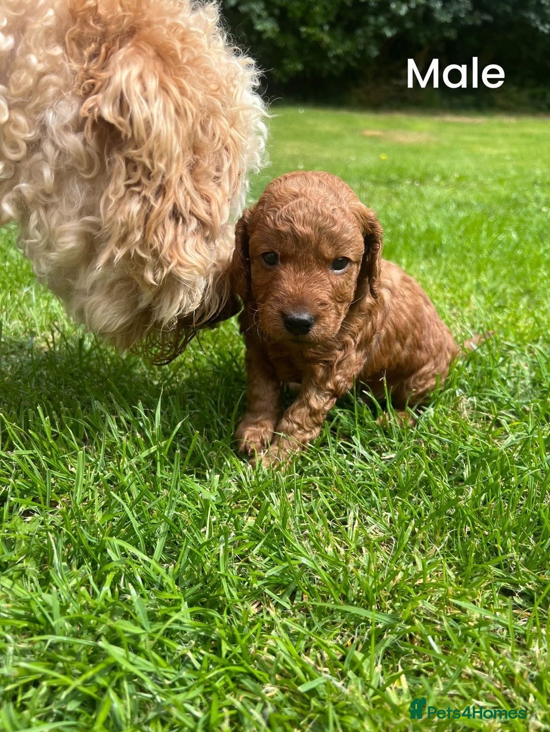 Cockapoo dogs for sale: Cockapoo puppy for sale  - Image 3