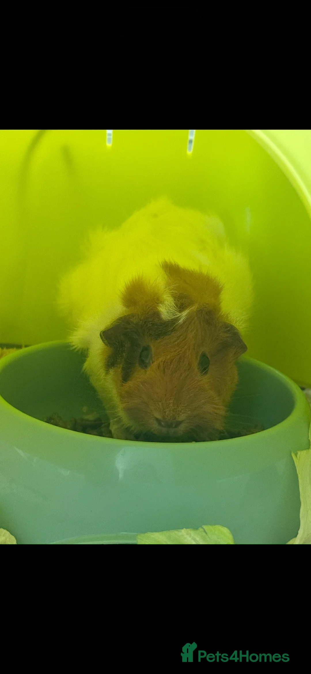 Guinea Pig rodents for sale: 2x Guinea Pig (Mum and Daughter) - Advert 4