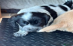 Cocker Spaniel dogs for sale: Well Bred Working Cocker Spaniel Puppies - Image 3