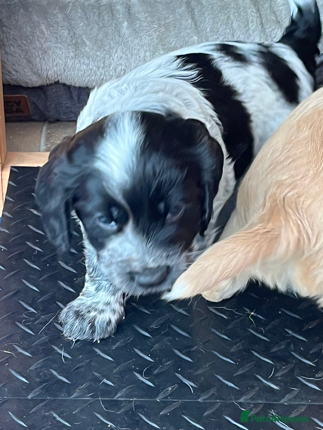 Cocker Spaniel dogs for sale: Well Bred Working Cocker Spaniel Puppies - Image 3