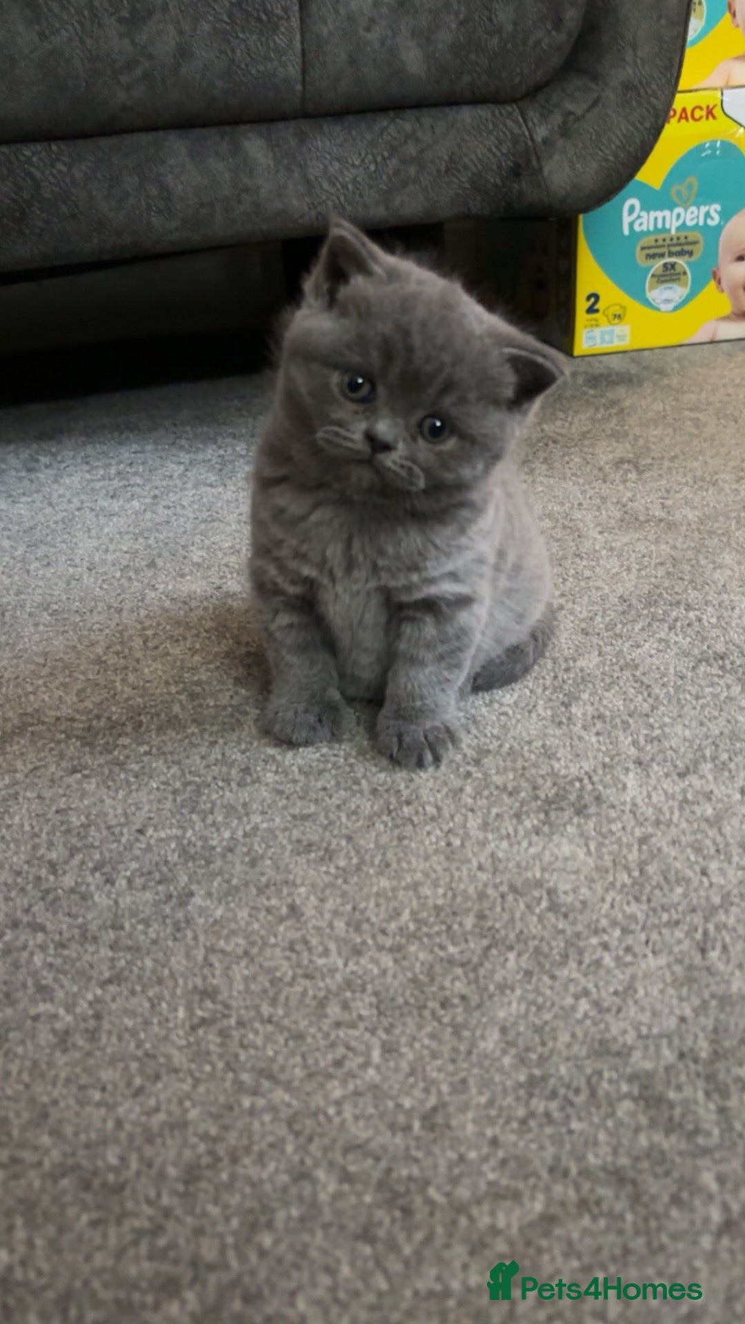 British Shorthair cats Chunky British blue kitten  - Advert 1