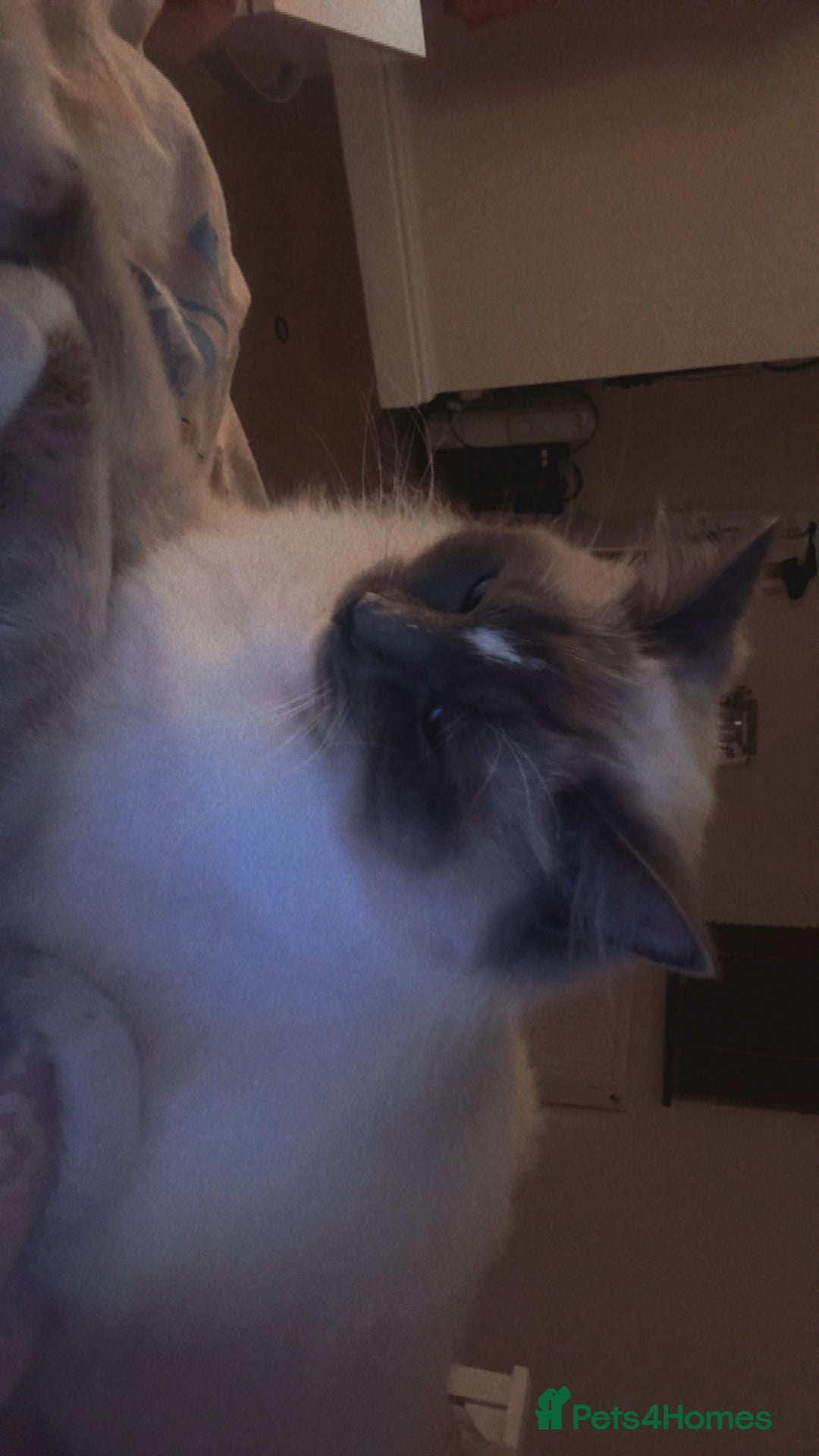 Ragdoll cats for sale: Ragdoll cat  - Advert 4