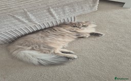 British Longhair cats for stud: British Longhair for Stud services  - Image 5