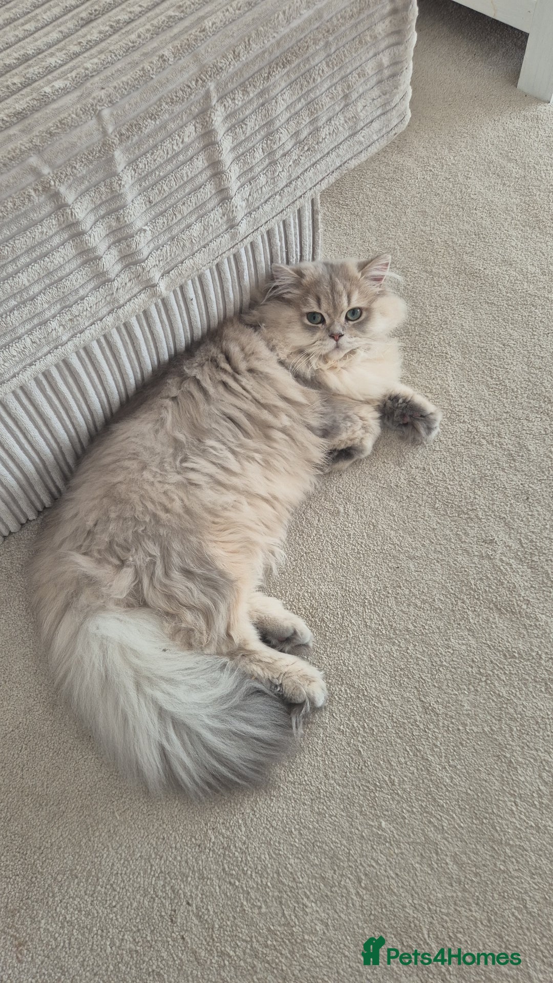 British Longhair cats for stud: British Longhair for Stud services  - Image 5