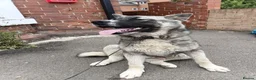 Huskita dogs for sale: Akita - Advert 6