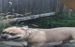 American Bully dogs for sale: Handsome boy - Image 4