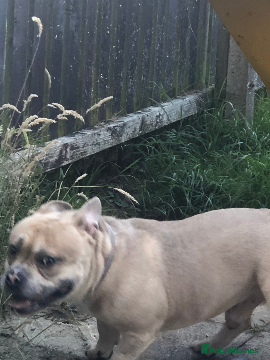 American Bully dogs for sale: Handsome boy - Image 4