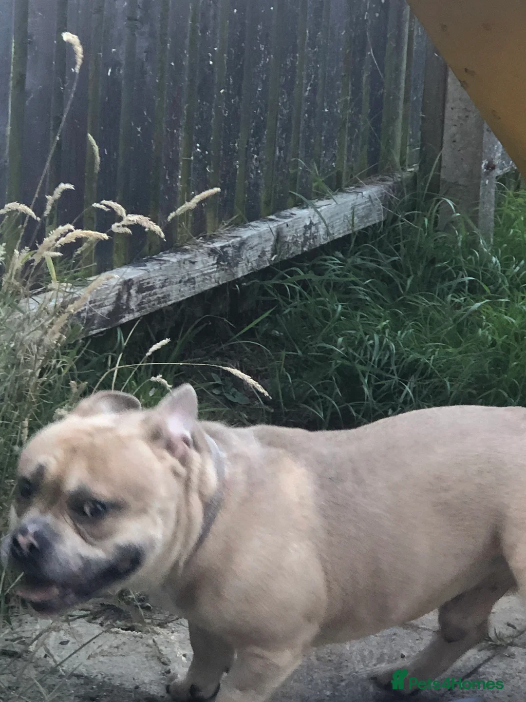 American Bully dogs for sale: “AVAILABLE” Handsome Boy Needs New Home ASAP  - Advert 4