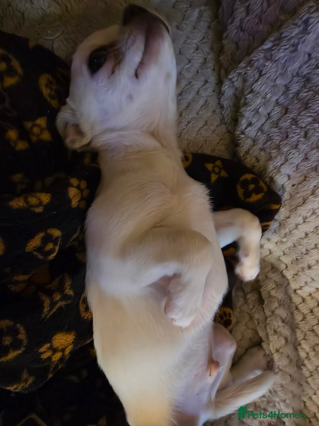 Chihuahua dogs for sale: Beautiful white male chihuahua puppy  - Advert 3