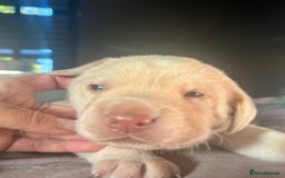 Labrador Retriever dogs for sale: EXCELLENT &UNIQUE LAB PUPPIES AV 12 NOV £1450 - Image 25